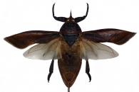 BELOSTOMATIDAE  Leach, 1815