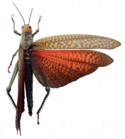 ROMALEINAE Brunner von Wattenwyl, 1893