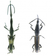 BRENTINAE  Billberg, 1820