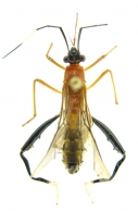 ALYDIDAE  Amyot & Serville, 1843   