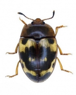 EROTYLINI Latreille,  1802