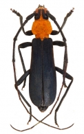 OEMINI Gen.sp.