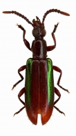 LAGRIINAE  Latreille, 1825
