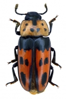 EROTYLIDAE  Latreille,  1802