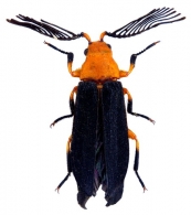 CALLIRHIPIDAE  Emdem, 1924