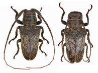 ONCIDERINI Gen. sp.
