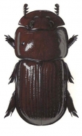 LUCANIDAE  Latreille,  1804