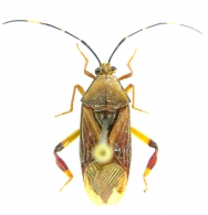 COREIDAE  Leach, 1815