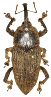 CHOLINI Schöenherr, 1825