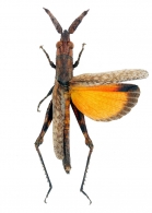 CAELIFERA Gen. sp. 