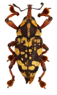 CURCULIONOIDEA  Latreille, 1802