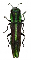 ANTHAXIINI Gory & Laporte, 1839