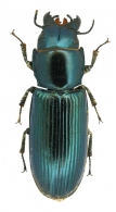 TROGOSSITIDAE Latreille, 1802