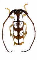 HEMILOPHINI Gen. sp.