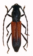 ANCYLOCERINA  Thomson  1864
