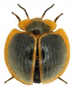 NILIONINAE Lacordaire, 1859