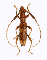 NEOIBIDIONINA  Monné, 2012