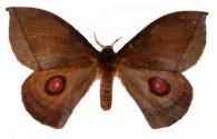 SATURNIIDAE  Boisduval,  1837