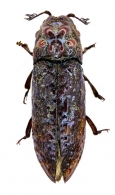 ELATEROIDEA Leach, 1815