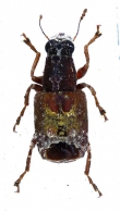 PLATYRHININI  Bedel, 1882