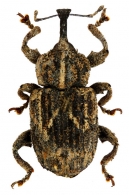 PETALOCHILINI Lacordaire, 1863