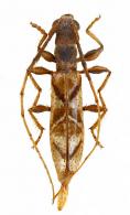 Compsibidion vanum  (Thomson, 1867)