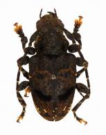Aegomorphus hebes  (Bates, 1861)