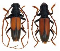 Hamaederus bipartitus  (Buquet, 1860)  ♂ & ♀