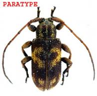 Xenofrea veronicae Dalens, touroult & Giuglaris, 2009 PARATYPE