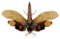 Cathedra serrata (Fabricius, 1761)