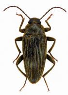Lobopoda sp1