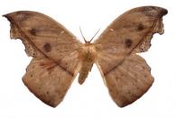 Oxytenis erosa  Jordan, 1924