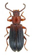 Goniadera (Goniadera) rufescens  Pic, 1913