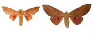 Syssphinx molina (Cramer, 1780)  ♂ & ♀