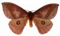 Gamelia abasia  (Stoll, 1781)