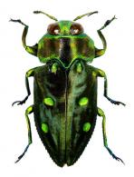 Chrysobothris sp3