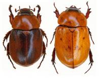 Cyclocephala undata  (Olivier, 1789) ♂ & ♀ & var.