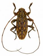 Atrypanius remissus (Erichson, 1847)