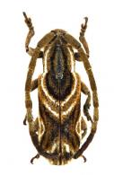 Bebelis picta  Pascoe, 1875
