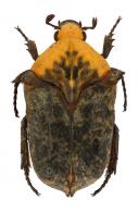 Gymnetis flaveola (Fabricius, 1801)
