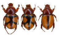 Cyclocephala toulgoeti  Dechambre, 1992 ♂ & ♀ & var.