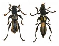 Optomerus bispeculifer  (White, 1855) ♂ & ♀