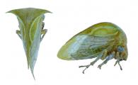 Ceresa sp1