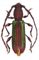 Thyellocerus fulgidipennis (Gounelle, 1909)