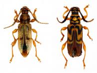 Oxylymma sudrei Penaherrera-Leiva & Tavakilian, 2003 ♂ & ♀