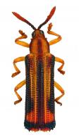 Octhispa sp6