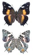 Baeotus deucalion (Felder & Felder, 1860)