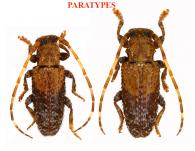 Estola partebrunnea Roguet, 2024  ♂ & ♀ PARATYPES