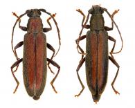 Eusapia guianensis   Huedepohl, 1988  ♂ & ♀