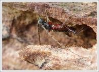 Periboeum pubescens